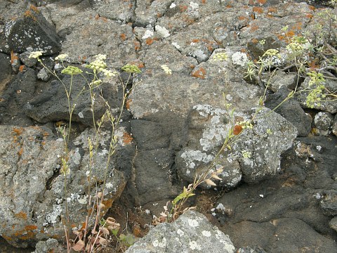 Rutheopsis herbanica