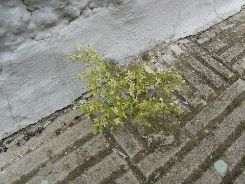 Sagina apetala