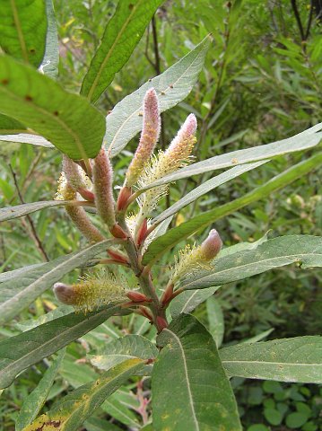 Salix canariensis