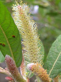 Inflorescencia de Salix canariensis