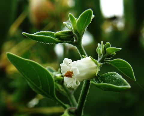 Salpichroa origanifolia