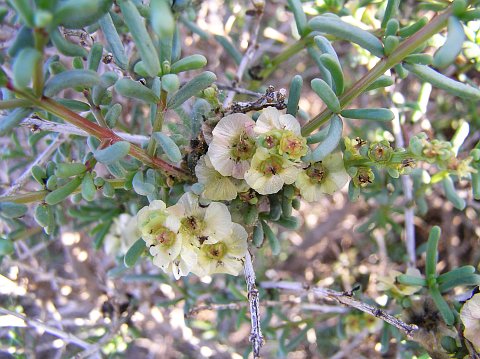 Salsola divaricata