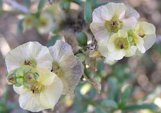 Frutos de Salsola divaricata