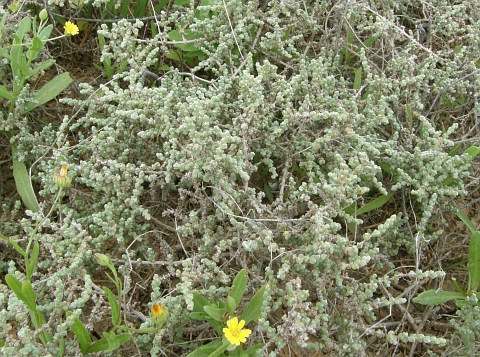 Salsola tetrandra