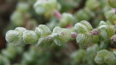 Salsola tetrandra