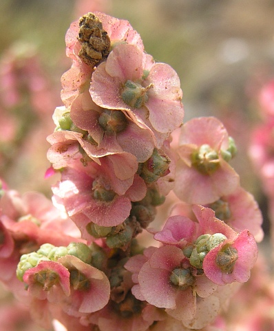 Salsola vermiculata