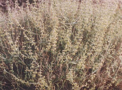 Salvia aegyptiaca