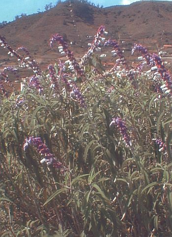 Salvia leucantha