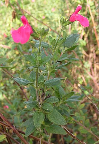 Salvia microphylla