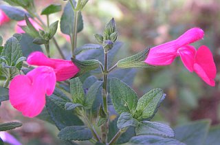 Flores de Salvia microphylla