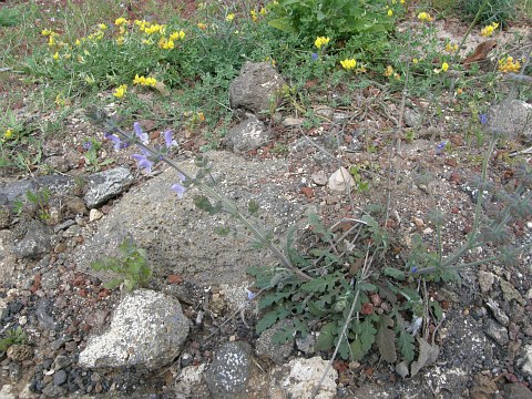 Salvia verbenaca