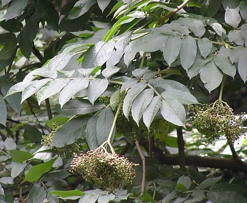 Sambucus
          palmensis