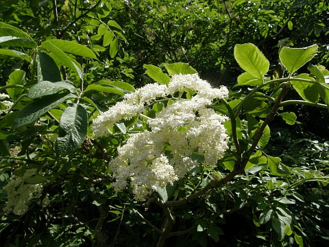 Sambucus palmensis