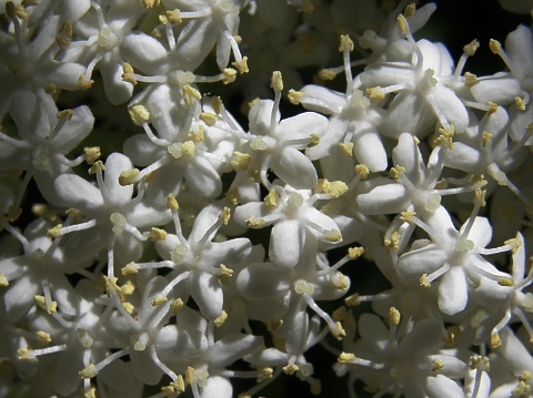 Sambucus
          palmensis