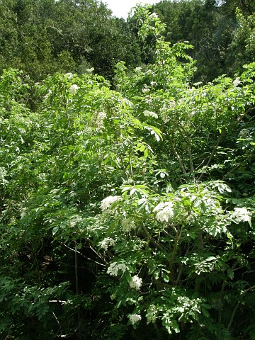 Sambucus
          palmensis