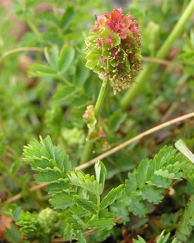 Sanguisorba megacarpa