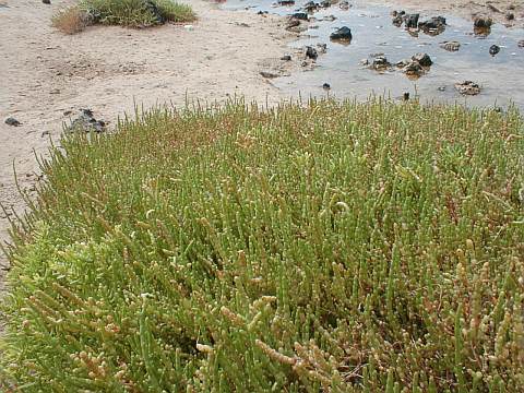 Sarcocornia perennis