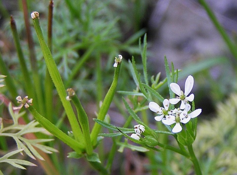 Scandix pecten-veneris