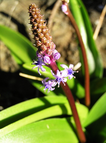 Scilla dasyantha