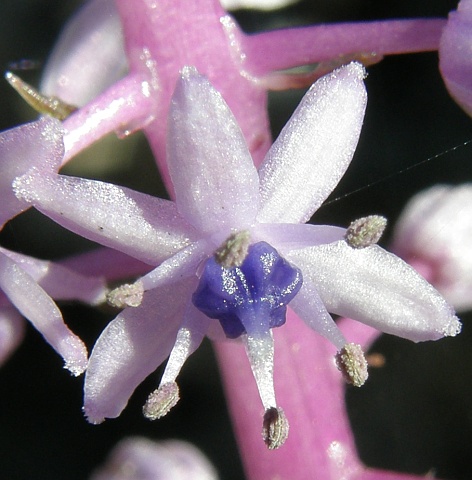 Scilla dasyantha