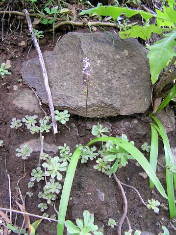 Scilla haemorrhoidalis