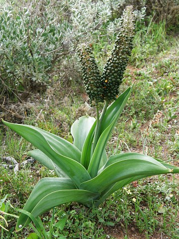 Scilla latifolia