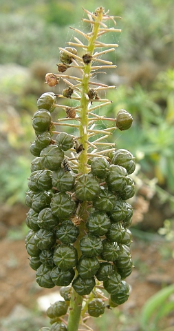 Scilla latifolia