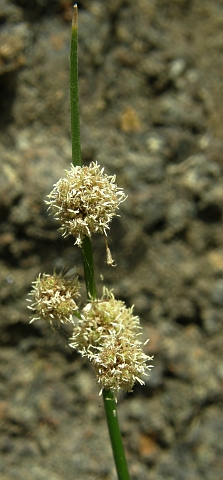 Scirpus holoschoenus