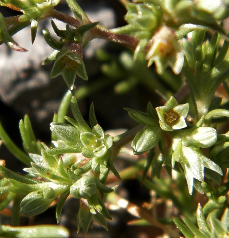 Scleranthus annuus