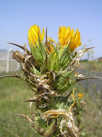 Scolymus hispanicus