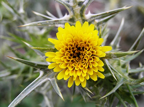 Scolymus maculatus