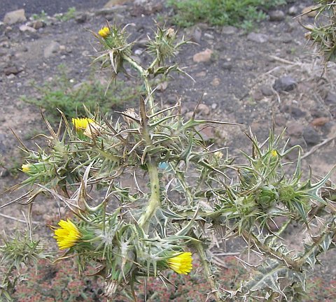 Scolymus maculatus