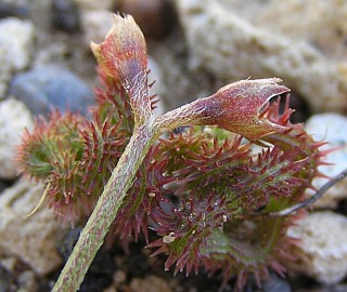 Frutos de Scorpiurus muricatus var.sulcatus