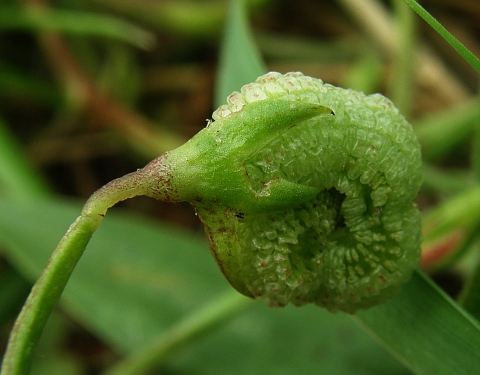 Scorpiurus vermiculatus