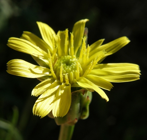 Scorzonera laciniata