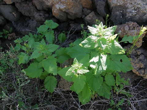 Scrophularia arguta