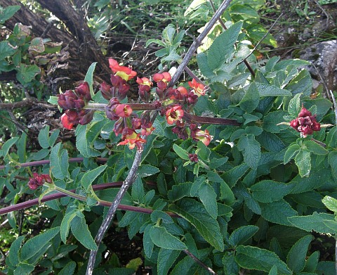 Scrophularia calliantha