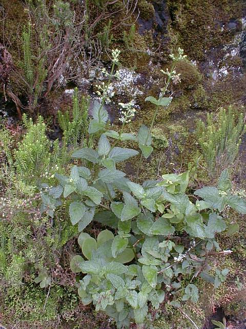 Scrophularia smithii