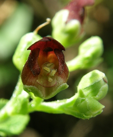 Scrophularia smithii ssp. langeana