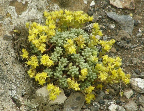 Sedum nudum ssp.lancerottense