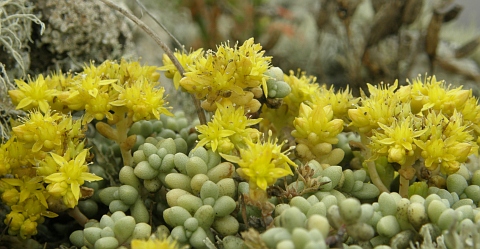 Sedum nudum ssp. lancerottense