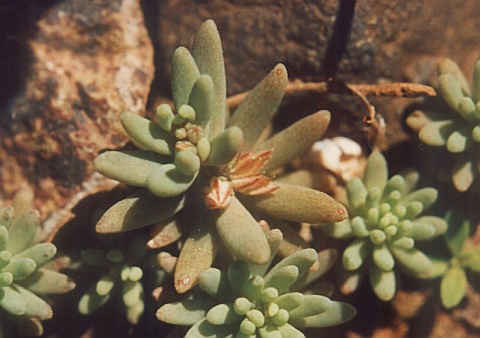 Sedum rubens