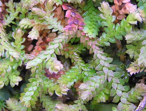 Selaginella denticulata