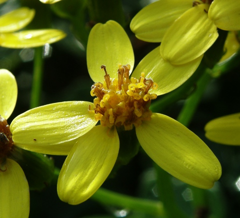 Senecio angulatus