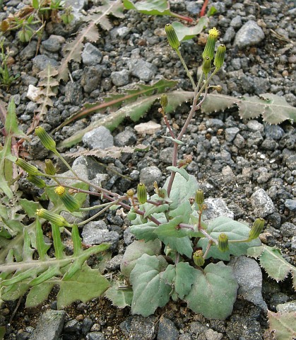 Senecio flavus