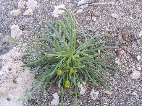 Senecio glaucus