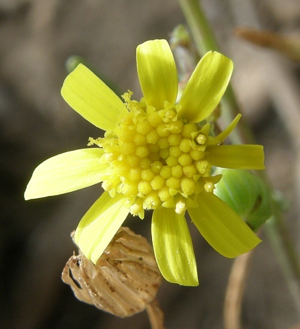 Senecio glaucus ssp. coronopifolius