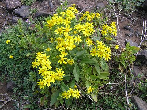 Senecio leucanthemifolius