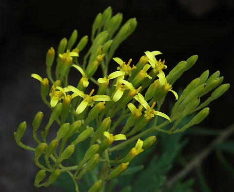 Capítulos de Senecio palmensis