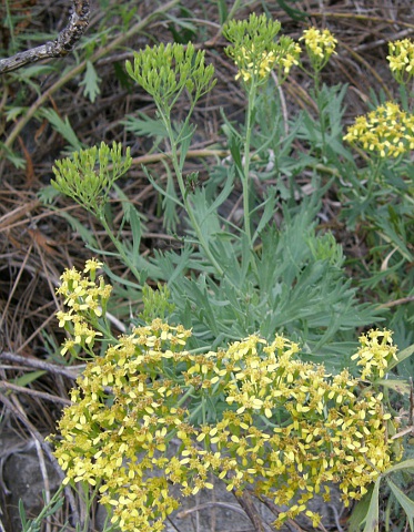 Senecio palmensis